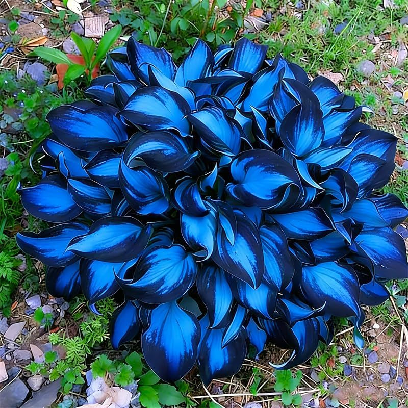 330+ Mixed Color Hosta Seeds for Planting - Shade-Tolerant Perennials, Dual Use for Ground Cover & Pots, Create Cool Shaded Gardens